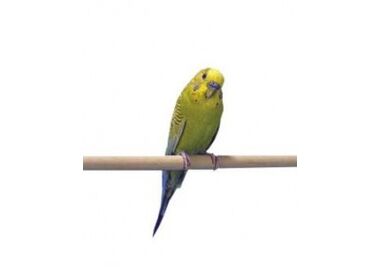 Penn-Plax набор жердочек для птиц деревянная (30х1 см.)