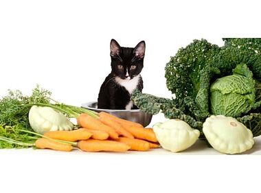 Витамины и добавки для кошек